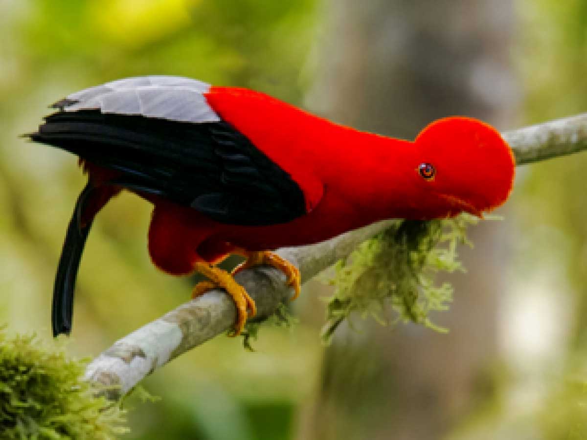 Bird Yellow With Black Wings