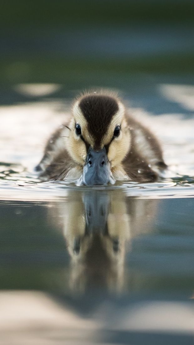 Do Ducks Have Claws