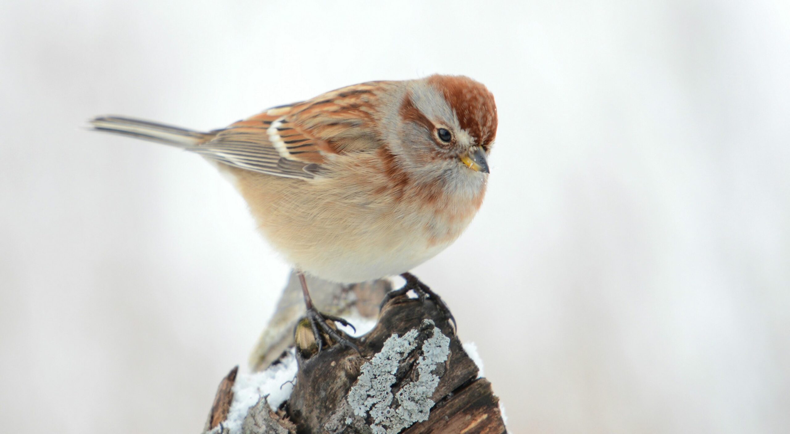 House Finches Red Headed Sparrow Bird