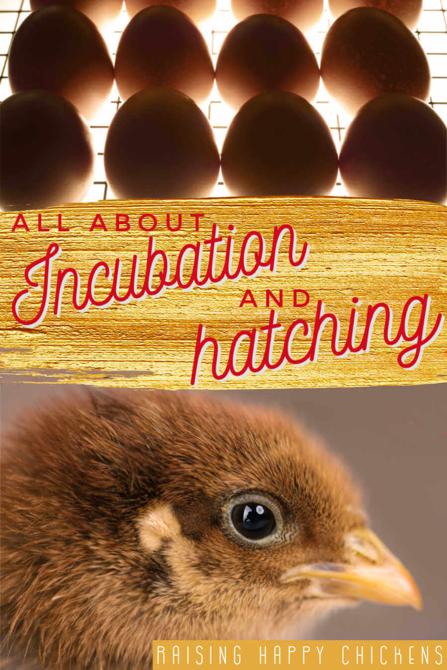 How Long Does It Take for Bird Eggs to Hatch