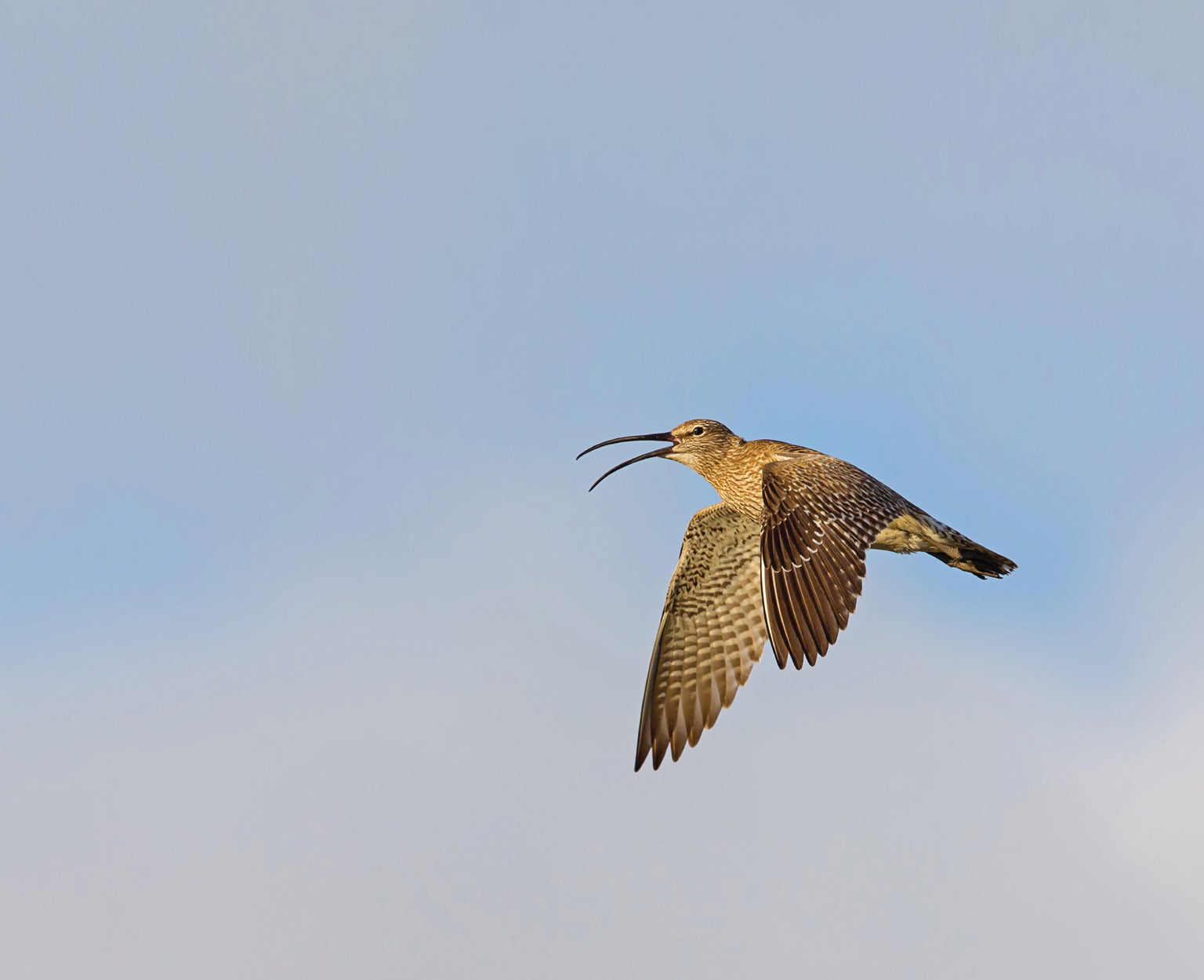 How to Get Rid of Mud Nest Birds