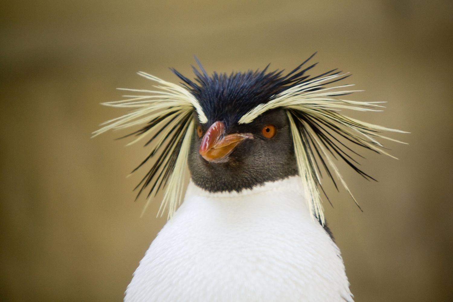 Penguin Without Feathers