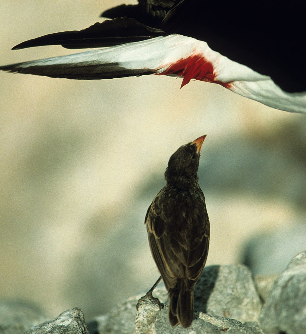 Sparrow With Red Head